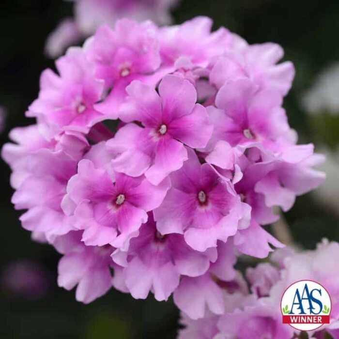 Verbena EnduraScape™ Pink Bicolor