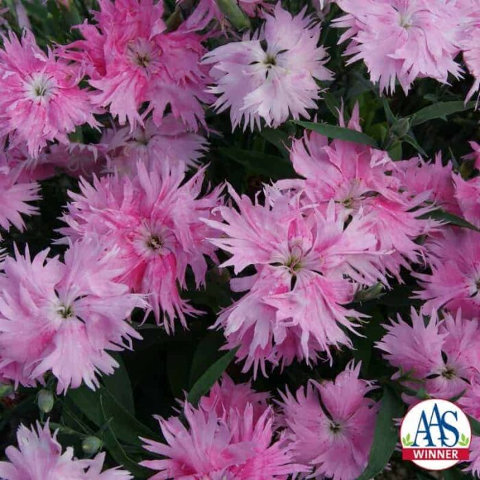 Dianthus Interspecific Supra Pink