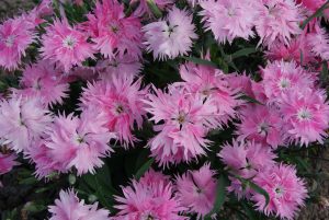 Dianthus Interspecific Supra Pink F1
