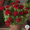 Geranium Calliope® Medium Dark Red - 2017 AAS Ornamental Vegetative Winner