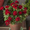 Geranium Calliope® Medium Dark Red - 2017 AAS Ornamental Vegetative Winner