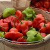 Pepper Mad Hatter F1 - 2017 AAS Edible - Vegetable Winner