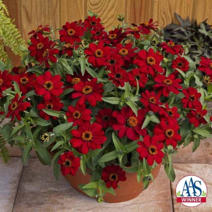 Zinnia Profusion Red 2017 AAS Flower Winner