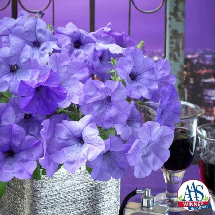 2017 Petunia Evening Scentsation - 2017 Flower Winner