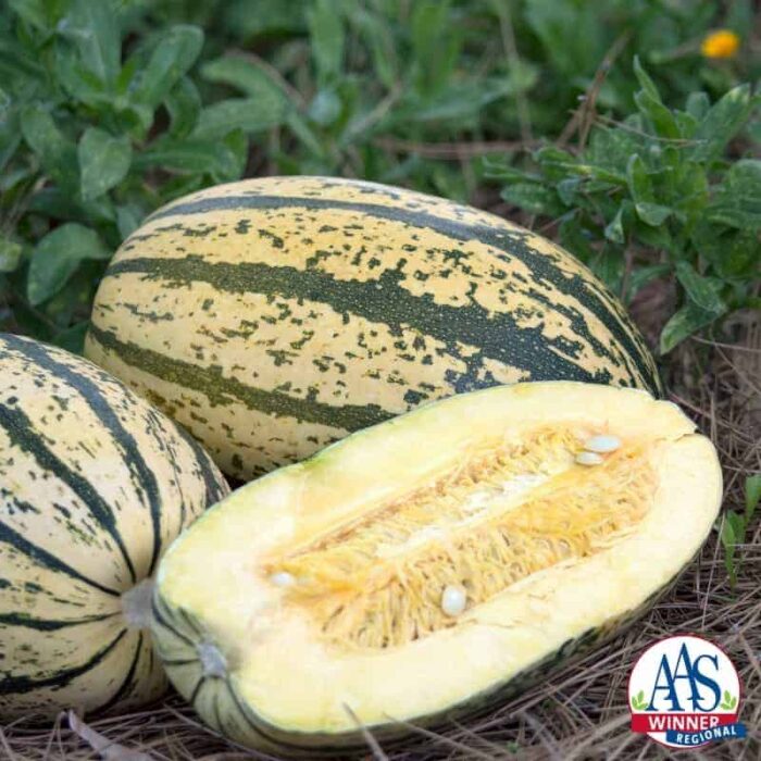 Squash Sugaretti F1 - 2017 AAS Edible-Vegetable Winner