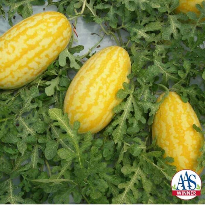 Gold in Gold F1 - 2017 AAs Edible/Vegetable Winner