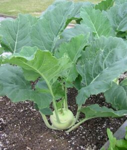 Kohlrabi Konan - AAS Winner perfect for fall planting