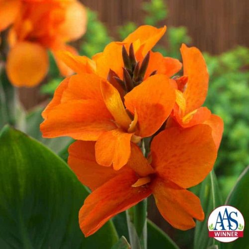 Canna South Pacific Orange - 2018 AAS National Winner