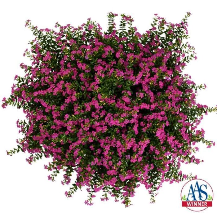Cuphea FloriGlory Diana - 2018 AAS Flower Winner