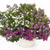 Cuphea FloriGlory Diana - 2018 National Flower AAS Winner