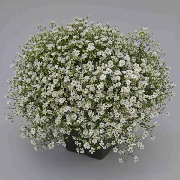Gypsophila Gypsy White Improved - 2018 AAS Flower Winner