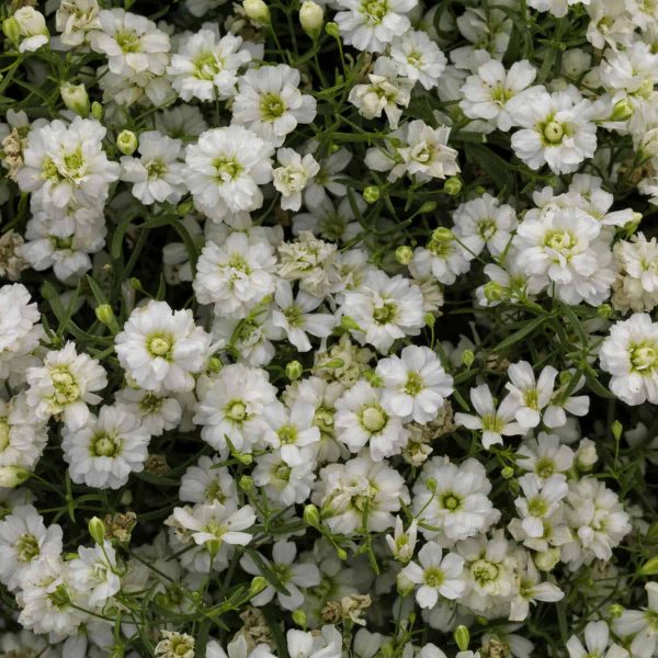 Gypsophila_Gypsy_White Imp A4