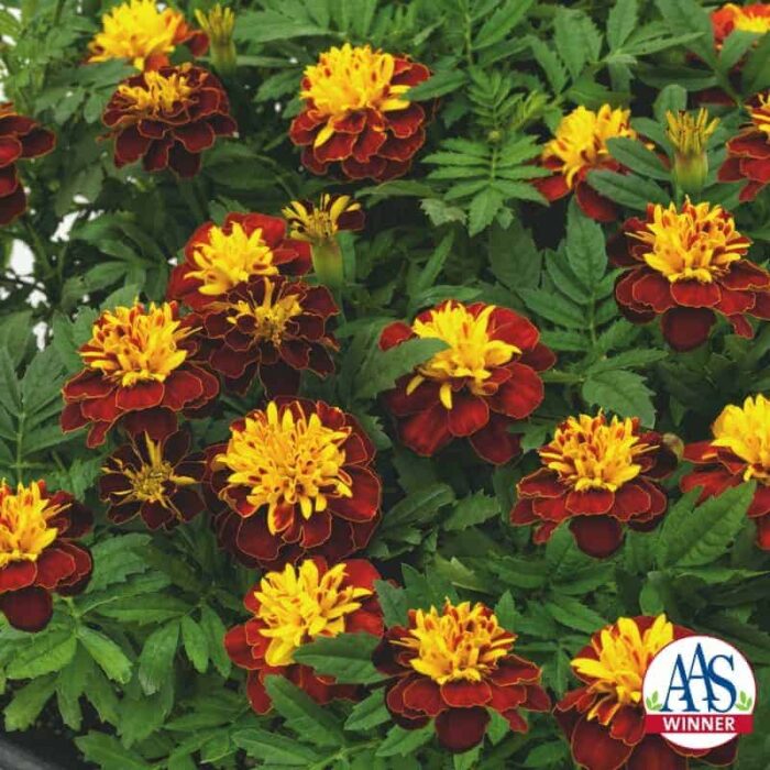 Marigold Super Hero Spry - 2018 AAS Flower Winner