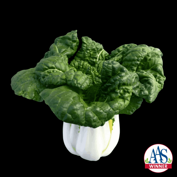 Pak Choi Asian Delight AAS Winner