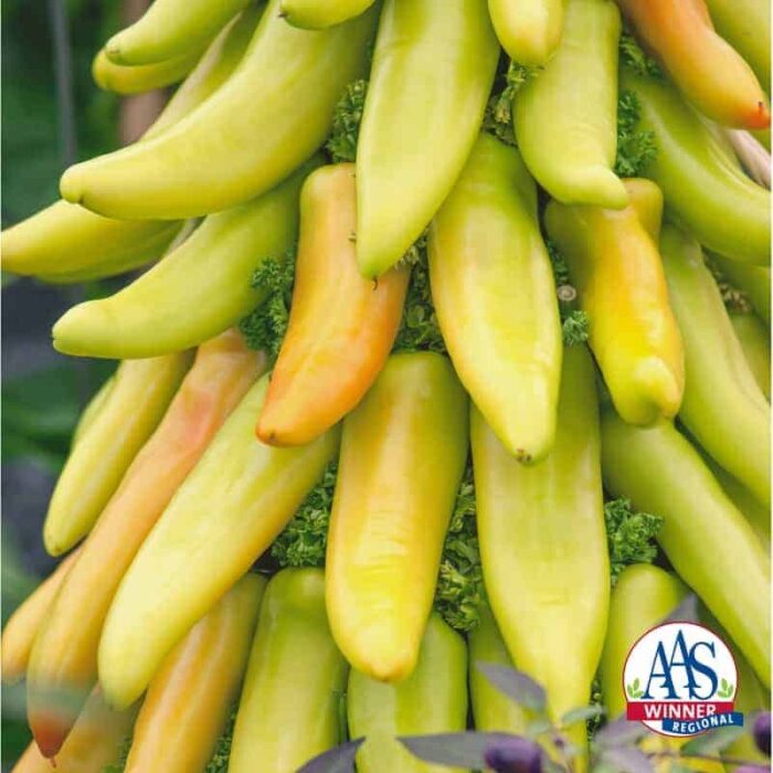 Pepper Hungarian Mexican Sunrise - AAS Edible - Vegetable Winner