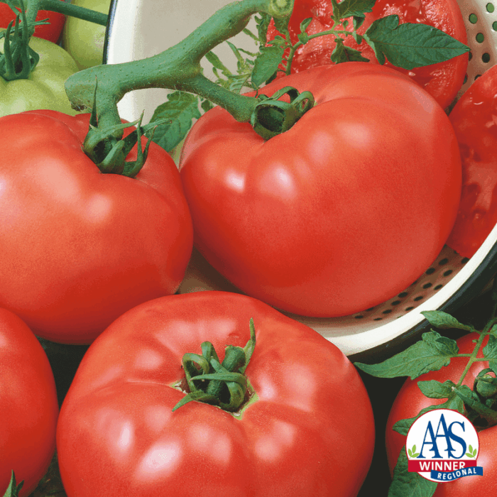 Tomato Chef Choice Red - 2018 AAS Edible-Vegetable Winner