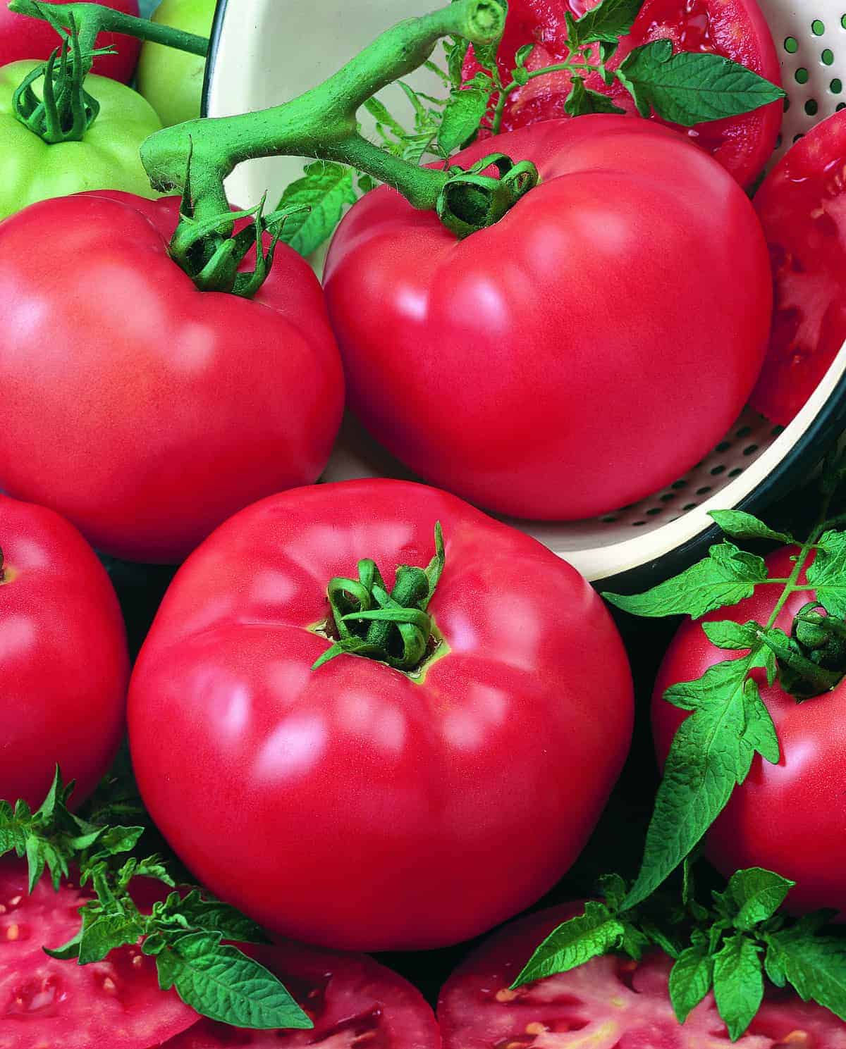 Tomato Chefs Choice Red - 2018 AAS Edible-Vegetable Winner