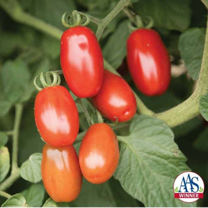 Tomato Valentine - 2018 AAS Edible/Vegetable Winner