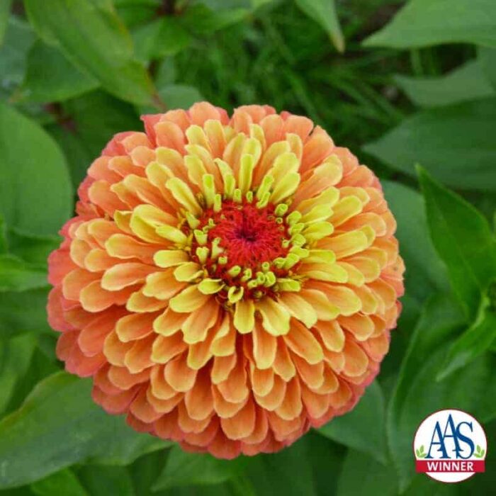 Zinnia Queeny Lime Orange - 2018 AAS Flower Winner