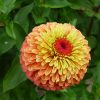 Zinnia Queeny Lime Orange - 2018 AAS Flower Winner
