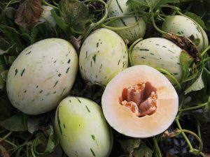 Melon-Orange-SilverWave-