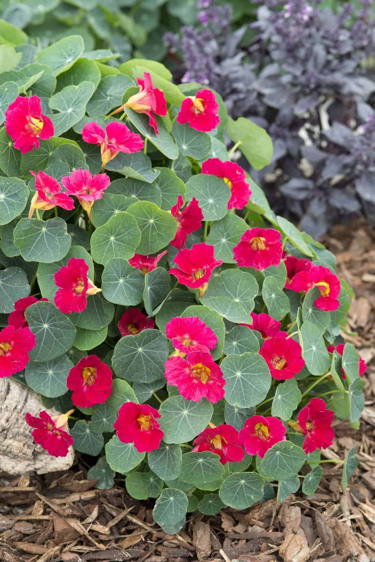 Nasturtium Baby Rose All America Selections,Where To Get Free School Supplies In Houston