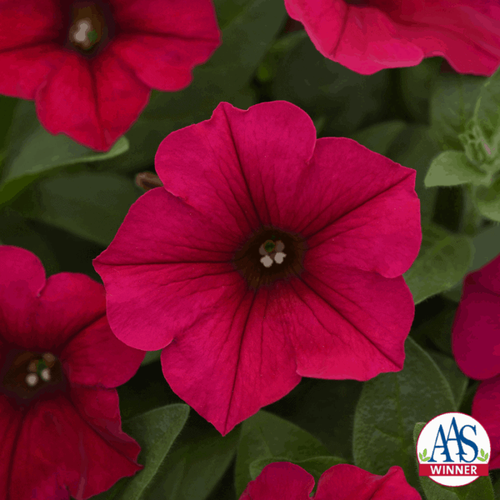 Petunia Wave Carmine Velour - 2019 AAS Flower Winner