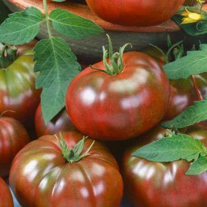 Tomato Chef's Choice Black - 2019 AAS Edible-Vegetable Winner