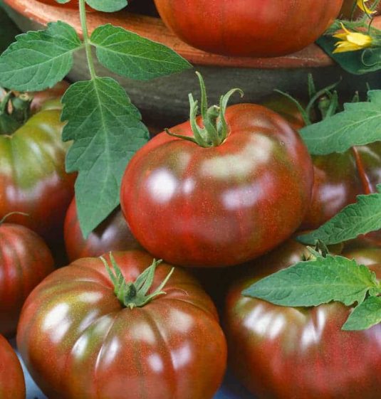 Tomato Chef's Choice Black - 2019 AAS Edible-Vegetable Winner