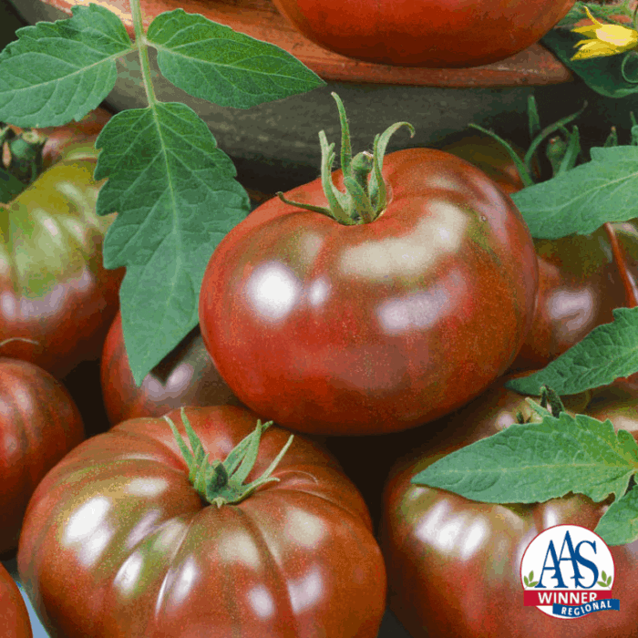 Tomato Chef's Choice Black - 2019 AAS Edible-Vegetable Winner