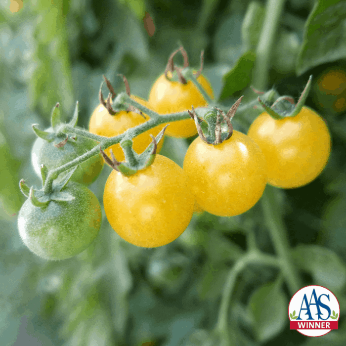 Tomato Fire Fly - 2019 AAS Edible - Vegetable Winner