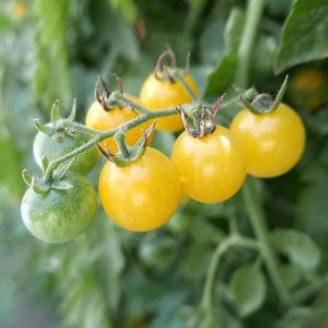 Tomato Fire Fly - 2019 AAS Edible - Vegetable Winner