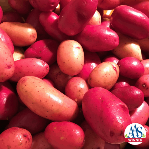 Potato Clancy - 2019 AAS Edible-Vegetable Winner - The first potato grown from seed!