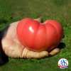 Tomato Mountain Rouge - 2019 AAS Edible-Vegetable Winner