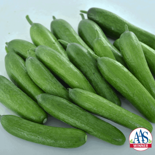 Cucumber Green Light - 2020 Edible-Vegetable AAS Winner