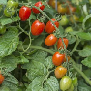 Tomato Celano F1 - 2020 AAS Edible-Vegetable Winner