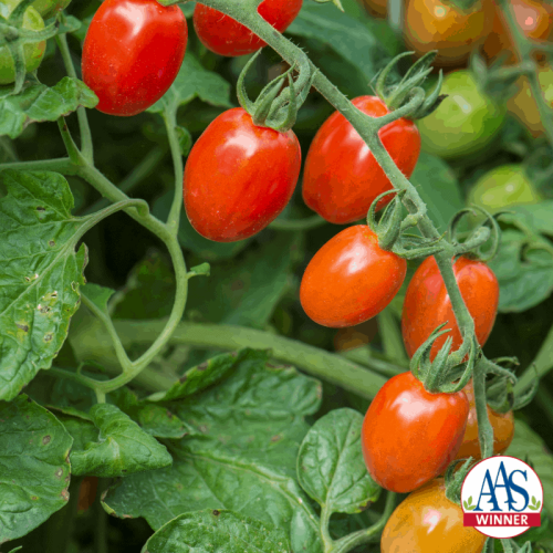 Tomato Celano - 2020 AAS Edible-Vegetable Winner