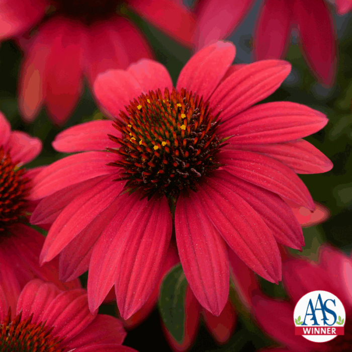 Echinacea Sombrero® Baja Burgundy AAS 2020 Herbaceous Perennial Winner