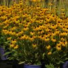 Rudbeckia x American Gold Rush - AAS Herbaceous Perennial Winner