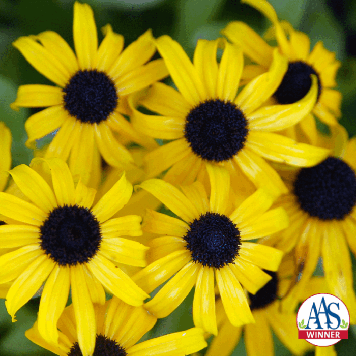 Rudbeckia x American Gold Rush - AAS Herbaceous Perennial Winner