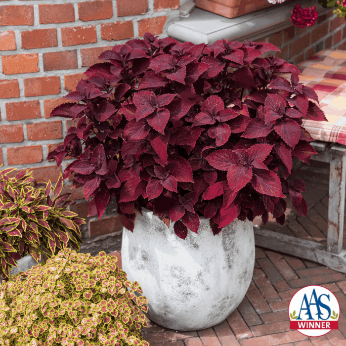 Coleus Main Street Beale Street - 2020 AAS Ornamental Winner