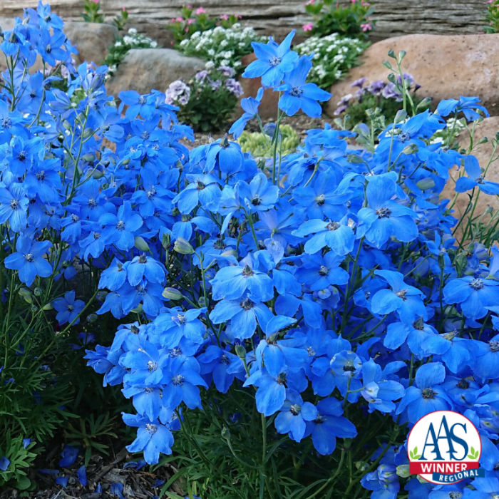 Delphinium Cheer Blue