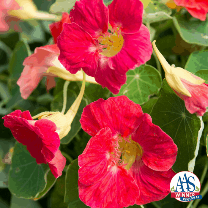 Nasturtium Tip Top Rose - 2020 AAS Ornamental Winner