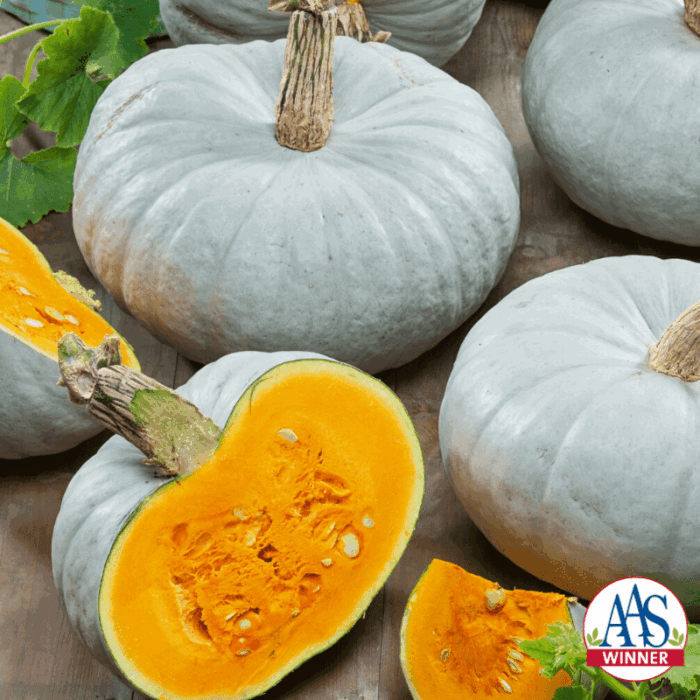 Pumpkin Crown Prince - 2020 AAS Edible - Vegetable Winner