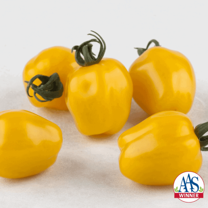 Tomato Apple Yellow