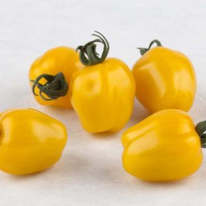 Tomato Apple Yellow - 2020 AAS Edible - Vegetable Winner
