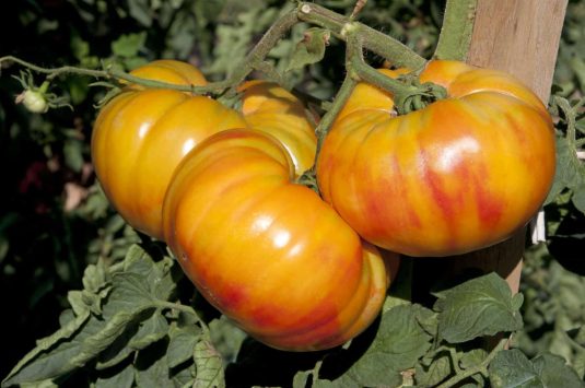 Tomato Buffalosun - 2020 AAS Edible - Vegetable Winner