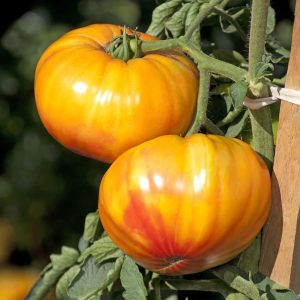 Tomato Buffalosun - 2020 AAS Edible - Vegetable Winner