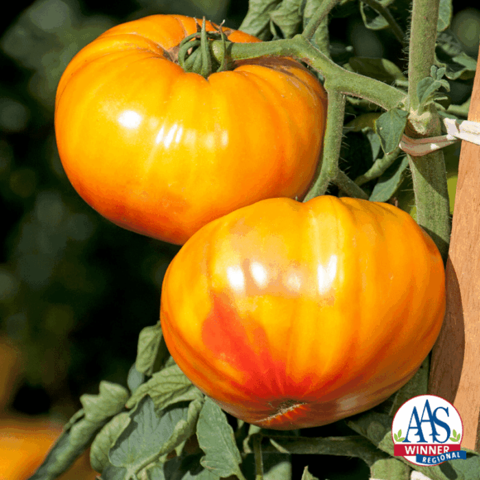 Tomato Buffalosun - 2020 AAS Edible - Vegetable Winner