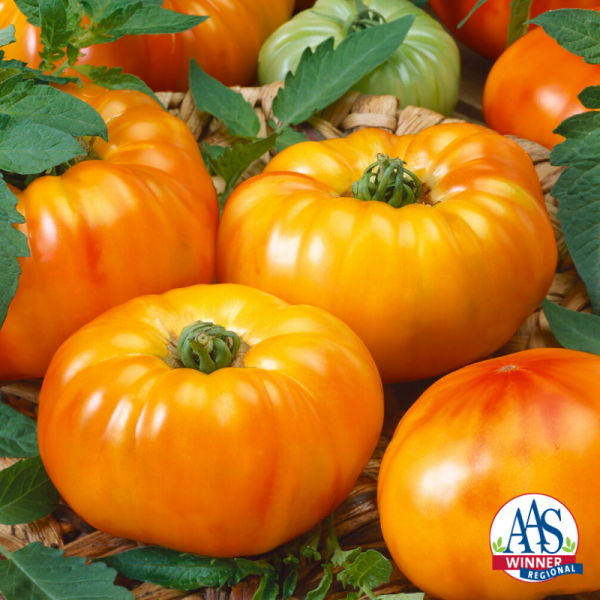 Tomato Chef's Choice Bi Color